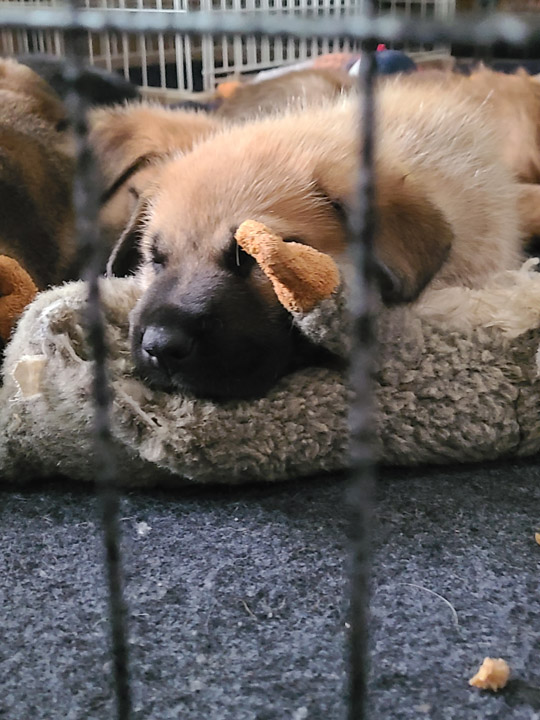 chinook dog